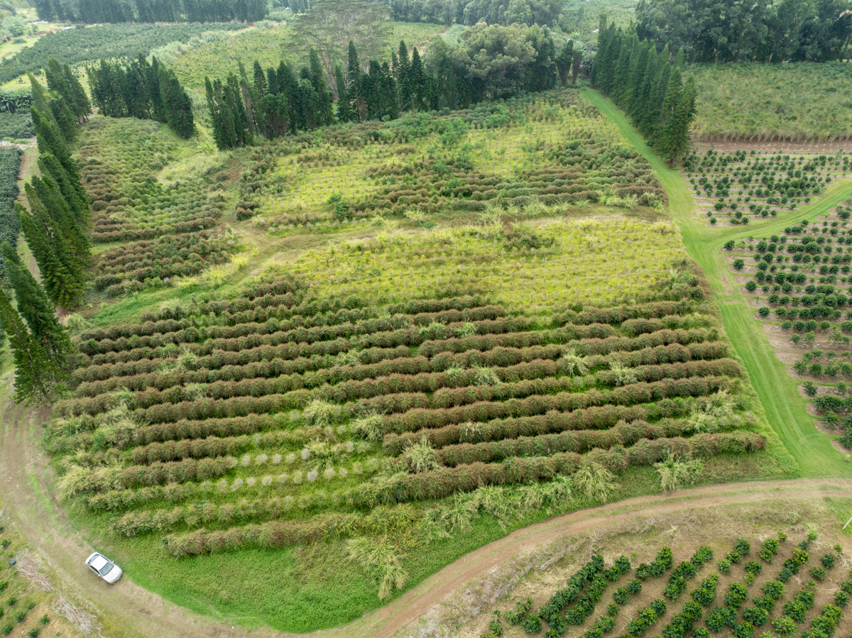51 Lot Pahala, HI 96777 - Photo 5 of 10 a view of a garden