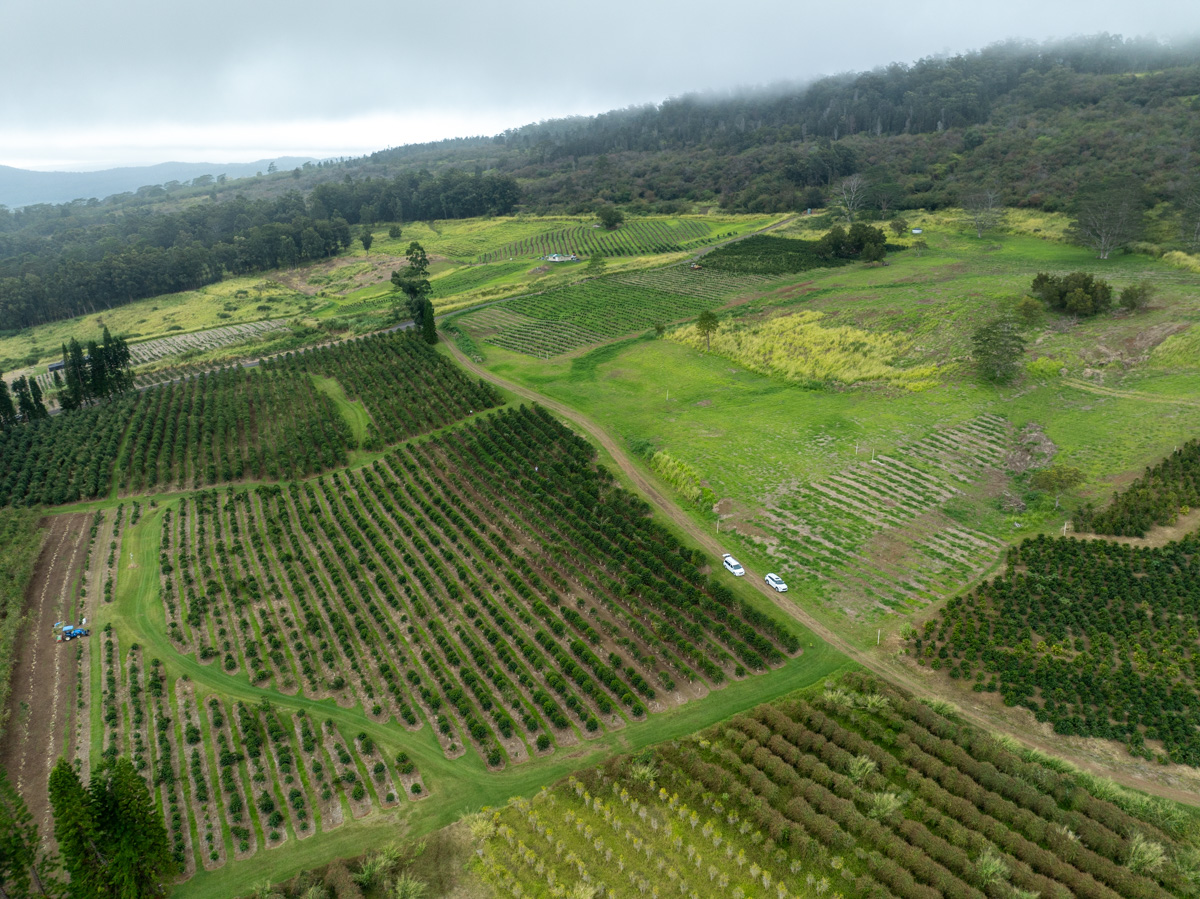 51 Lot Pahala, HI 96777 - Photo 7 of 10 a view of a golf course with a yard
