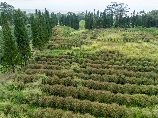 a view of a lush green forest with large trees
