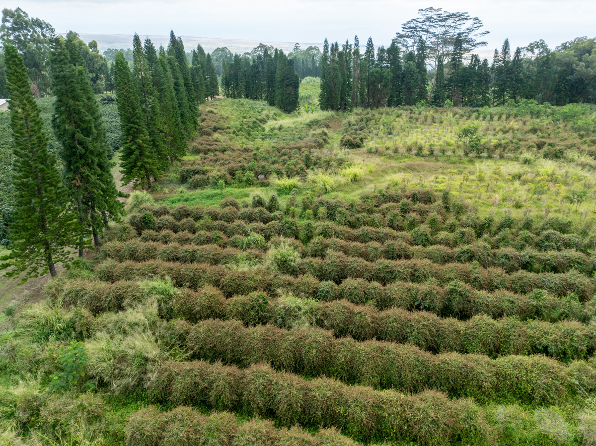 51 Lot Pahala, HI 96777 - Photo 8 of 10 a view of a lush green forest with large trees