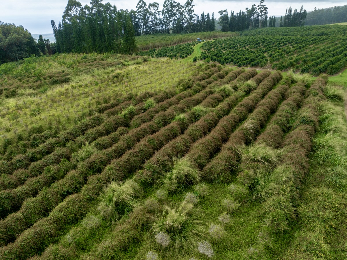 51 Lot Pahala, HI 96777 - Photo 9 of 10 a view of a lush green space