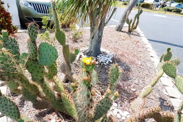 a picture of flowers