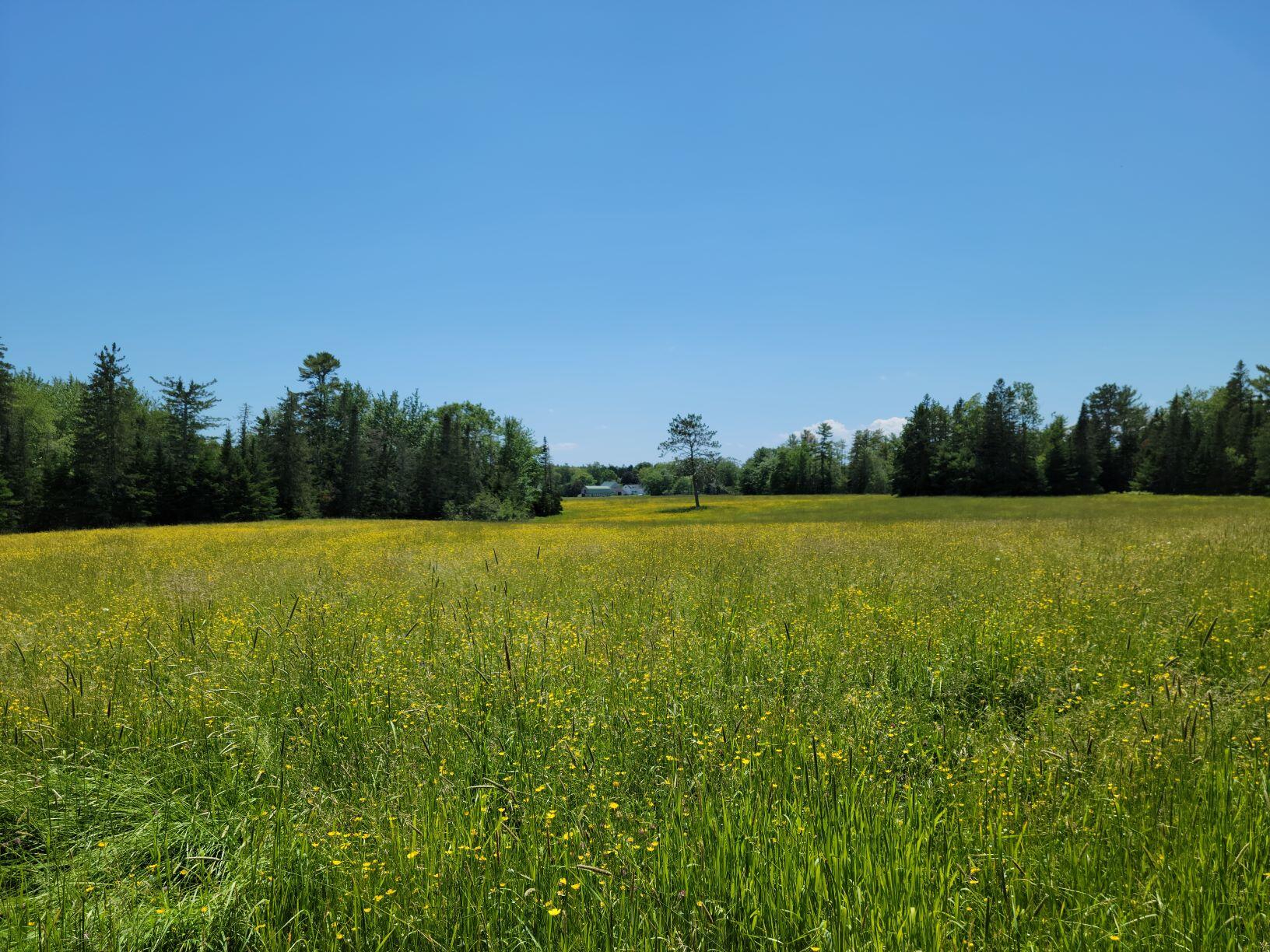 160-164 Southern Bay Road Penobscot, ME 04476 - Photo 12 of 78 Hay field looking at farm house & barns