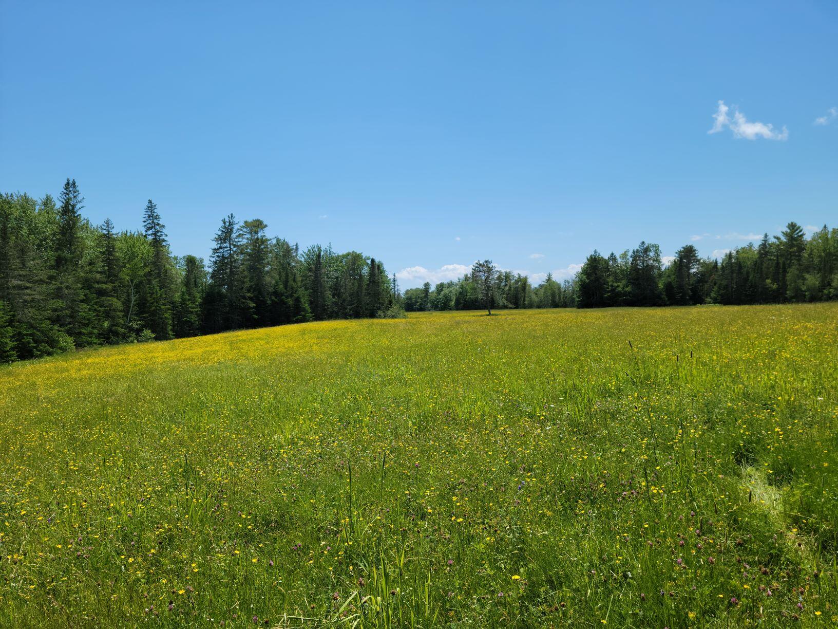 160-164 Southern Bay Road Penobscot, ME 04476 - Photo 13 of 78 Hay field