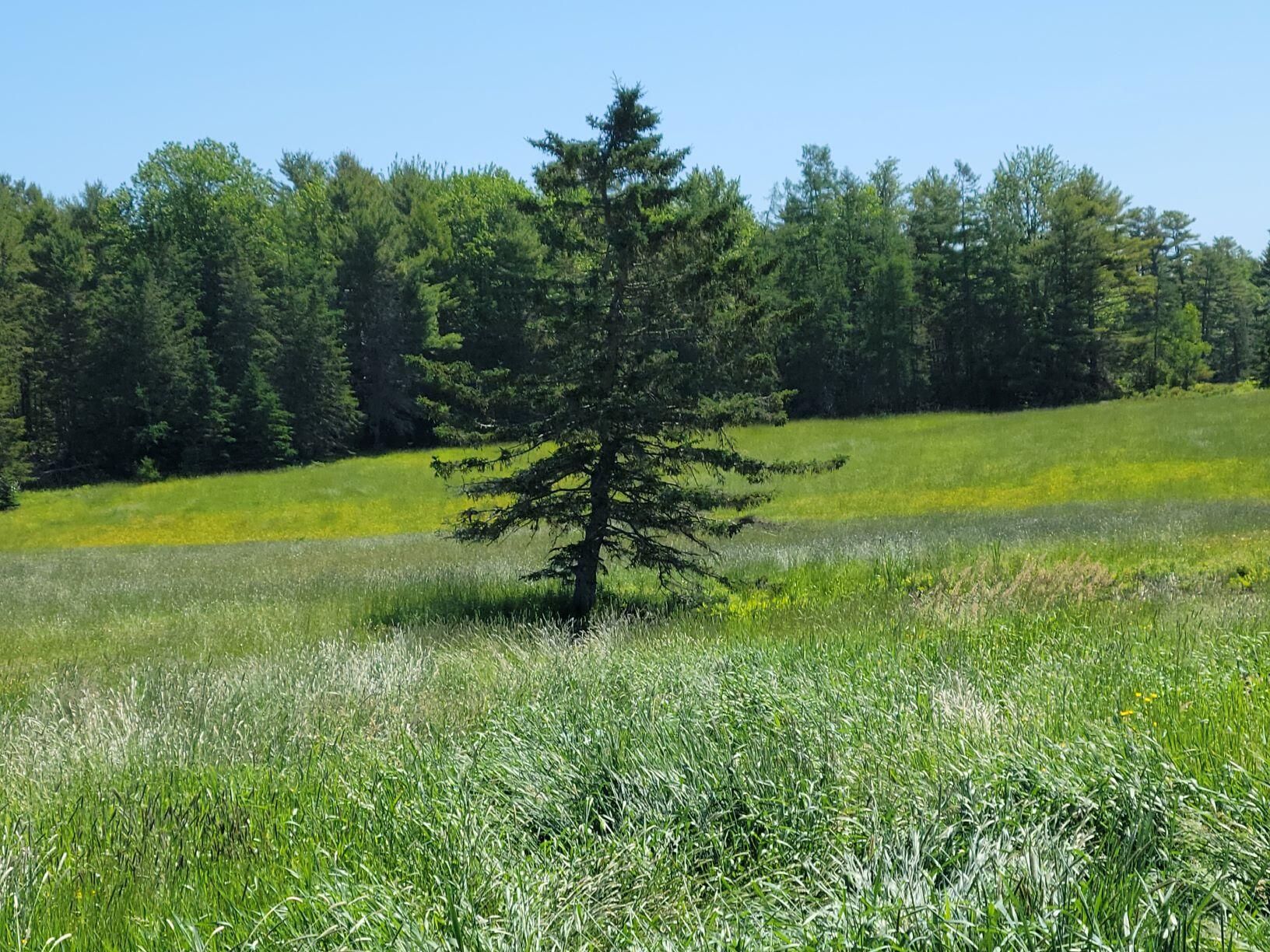 160-164 Southern Bay Road Penobscot, ME 04476 - Photo 15 of 78 Spruce tree in hay field