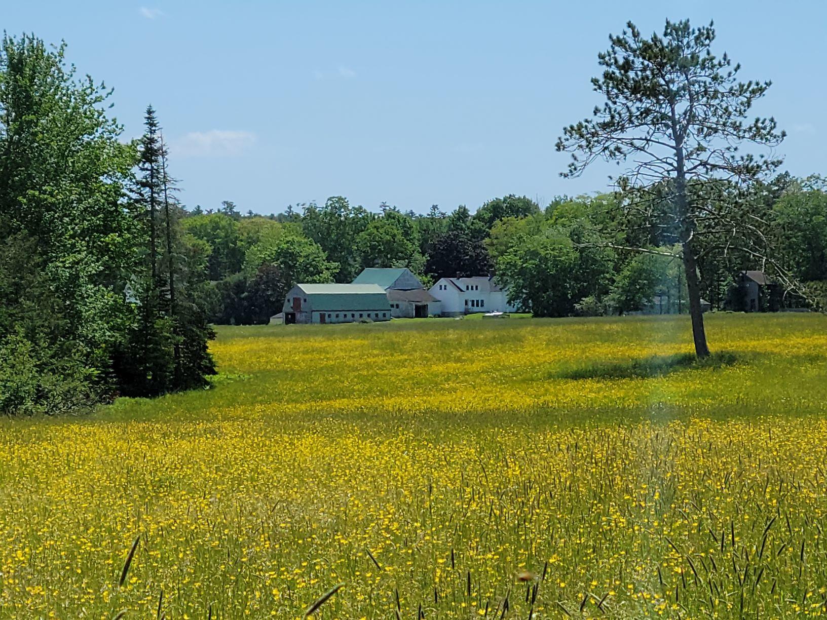 160-164 Southern Bay Road Penobscot, ME 04476 - Photo 26 of 78 Hay field looking at farm house & barns