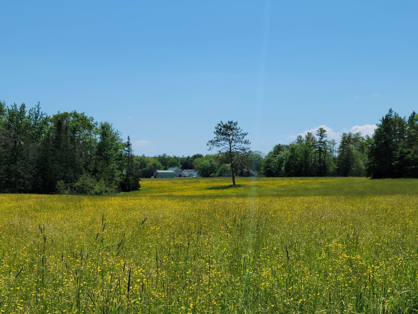 160-164 Southern Bay Road Penobscot, ME 04476 - Photo 27 of 78 Hay field looking at farm house & barns