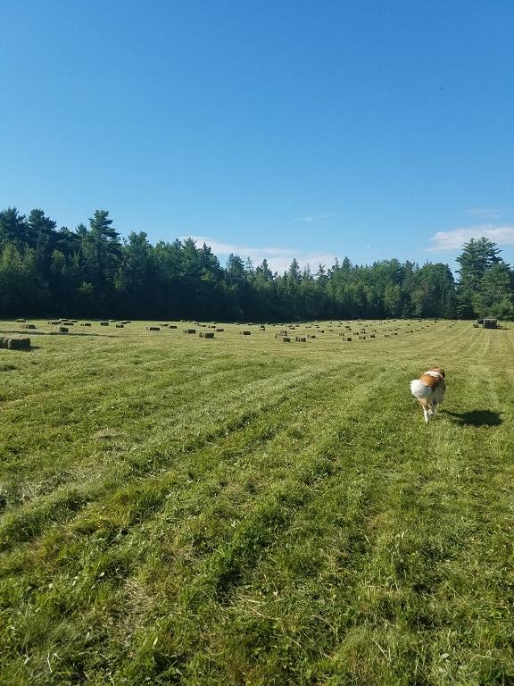 160-164 Southern Bay Road Penobscot, ME 04476 - Photo 55 of 78 Field 6