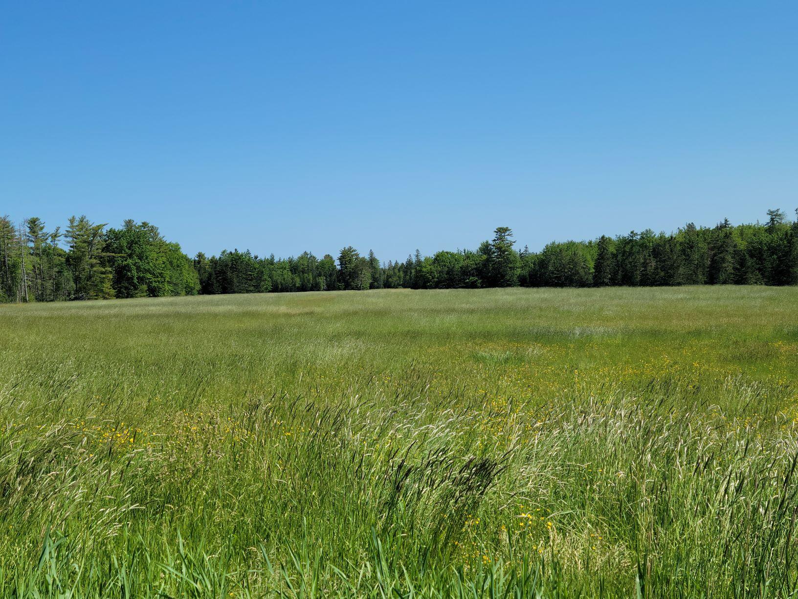 160-164 Southern Bay Road Penobscot, ME 04476 - Photo 6 of 78 Hay field 2