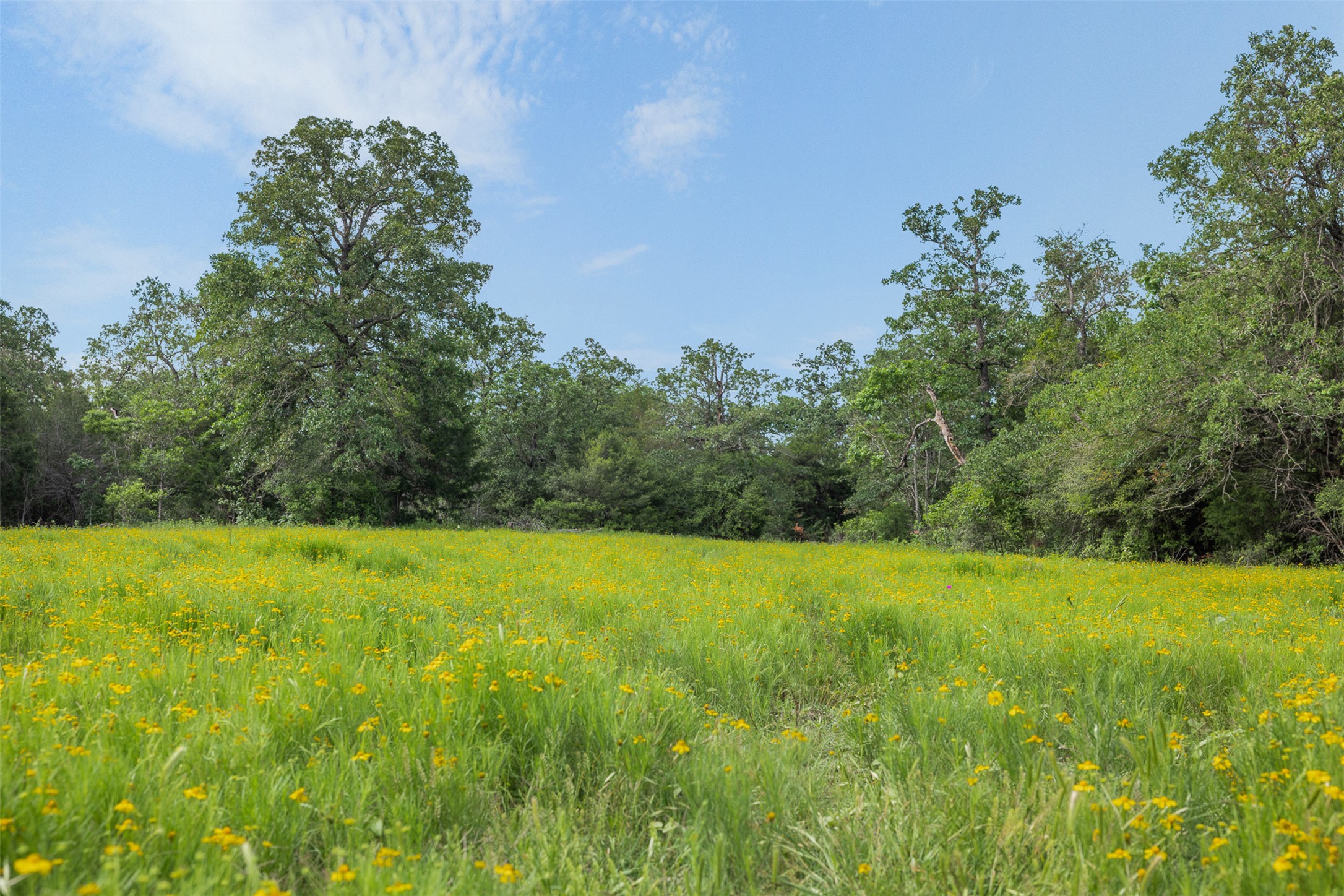 459 County Road 459 Road Thorndale, TX 76577 - Photo 11 of 35 a view of a field with an trees
