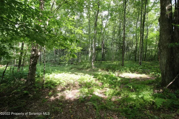 a view of lots of trees and plants