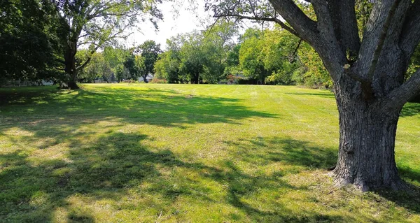 a view of a trees with yard in front of it