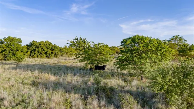 a view of a forest with trees in the background