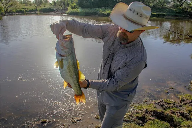 a view of a forest with trees in the background