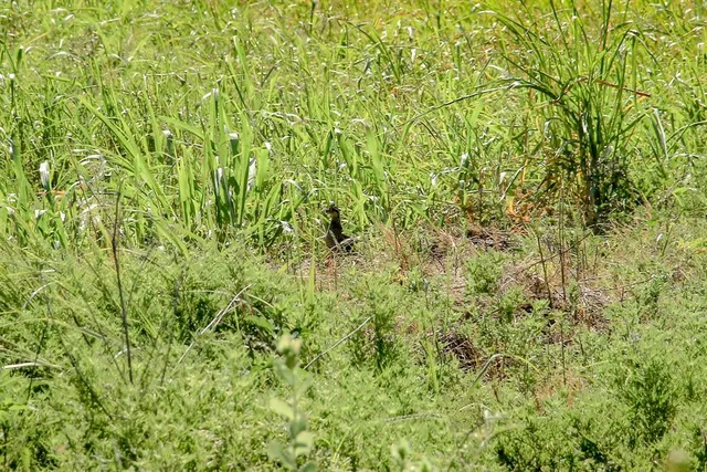 a view of a bunch of trees in a field