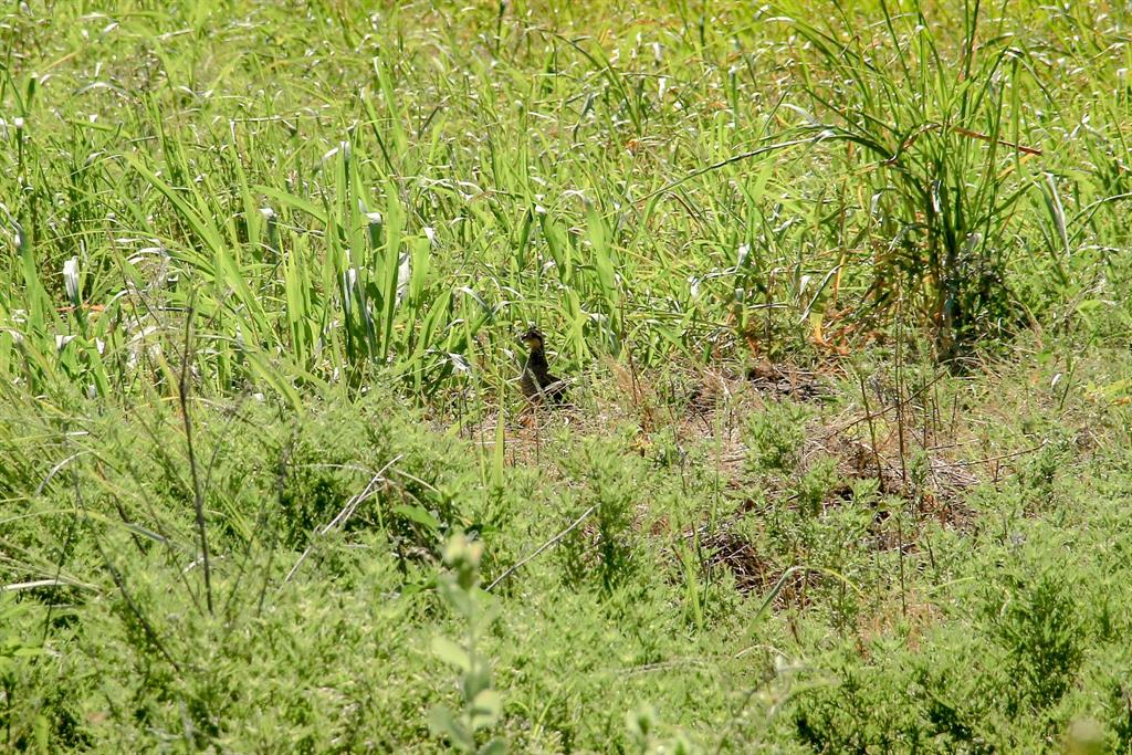 Tbd Gilbert Road Nocona, TX 76255 - Photo 16 of 40 a view of a green field