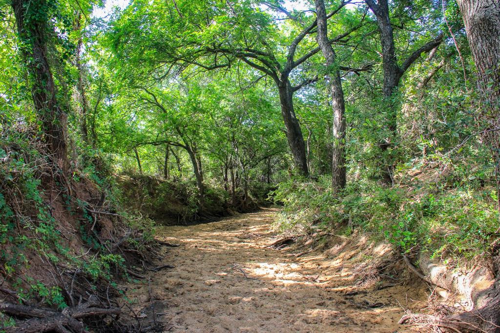 Tbd Gilbert Road Nocona, TX 76255 - Photo 17 of 40 a view of a forest with trees in the background