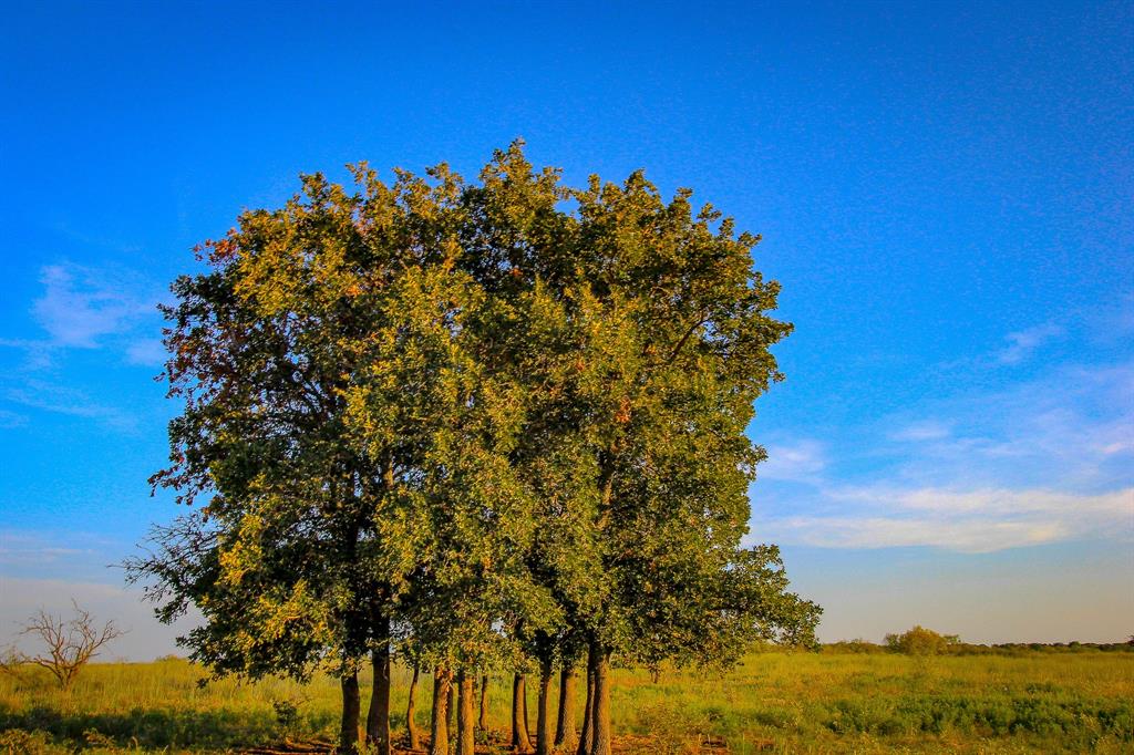 Tbd Gilbert Road Nocona, TX 76255 - Photo 19 of 40 a view of a bunch of trees in a field