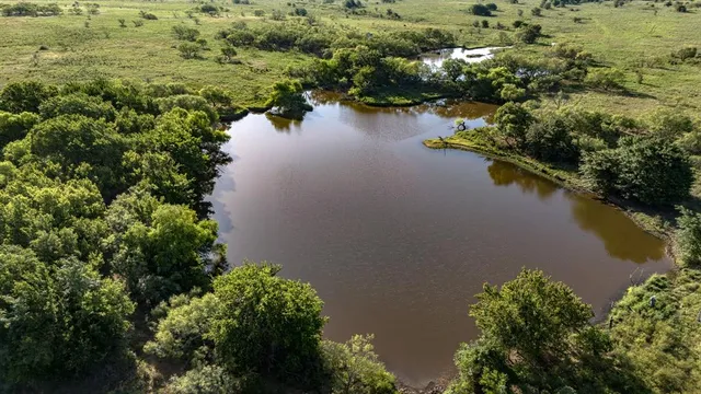 a view of a bunch of trees in a field