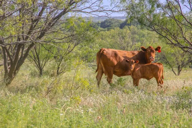 $8,806,000 | Tbd Gilbert Road, Nocona, TX 76255