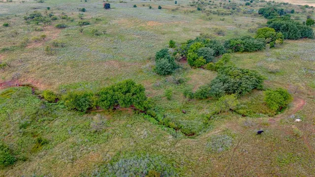 a view of a yard with a plant in it