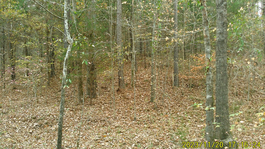 31-acres Upper Mill Road McCormick, SC 29835 - Photo 12 of 14