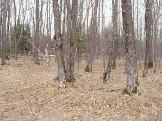 On Charnley Lk Road Park Falls, WI 54552 - Photo 2 of 3 Gallery Image 2