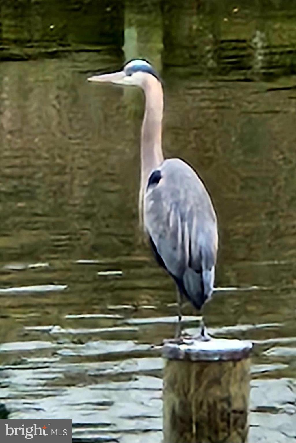 34 Johnson Road Pasadena, MD 21122 - Photo 42 of 45 a vase of water sitting next to a chair