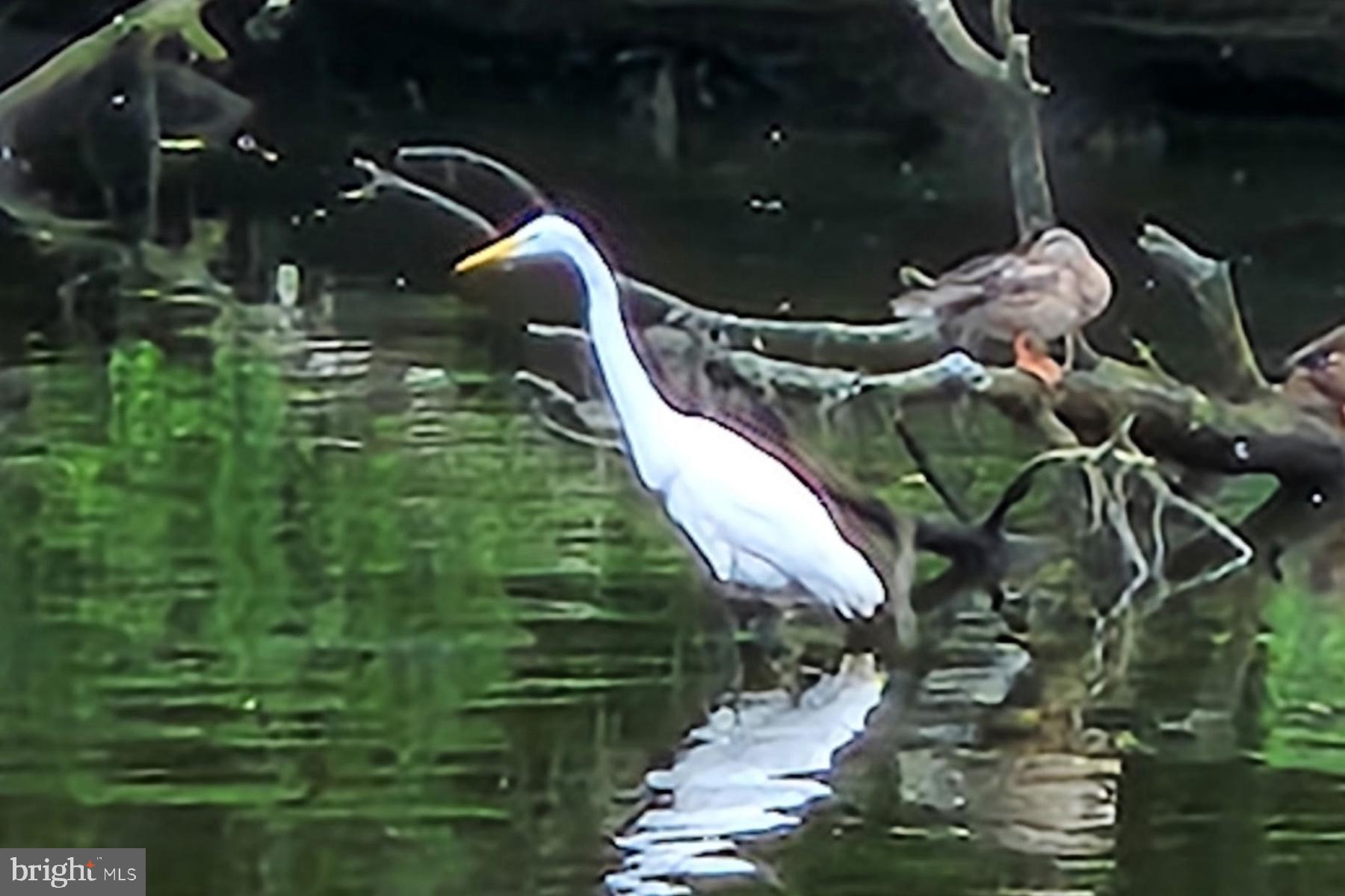 34 Johnson Road Pasadena, MD 21122 - Photo 8 of 45 a picture of water view