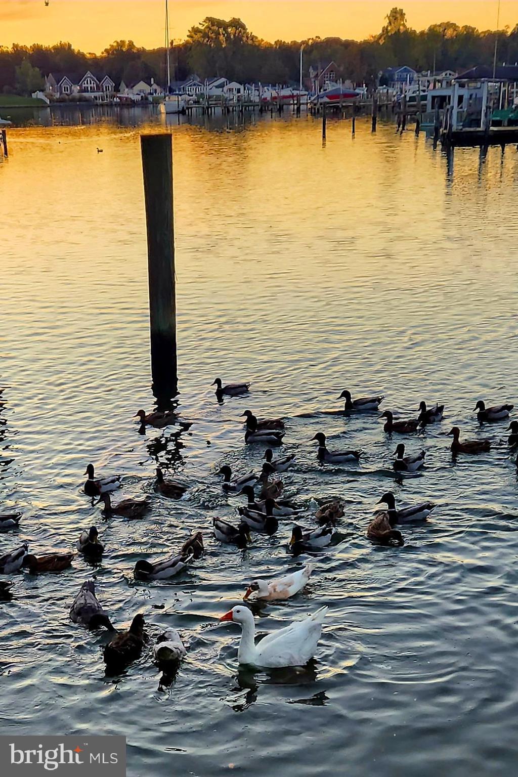 34 Johnson Road Pasadena, MD 21122 - Photo 9 of 45 a view of a ocean view