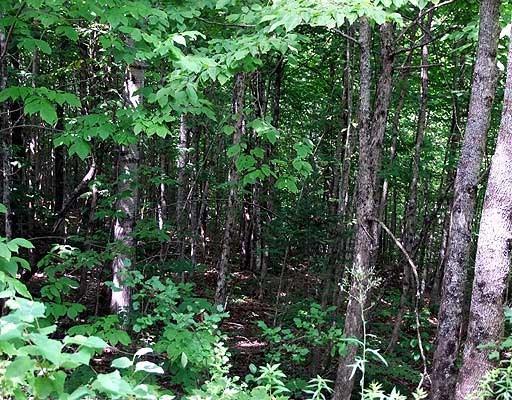 Lot 15 Baker Ridge Road Danforth, ME 04424 - Photo 20 of 23 Photo