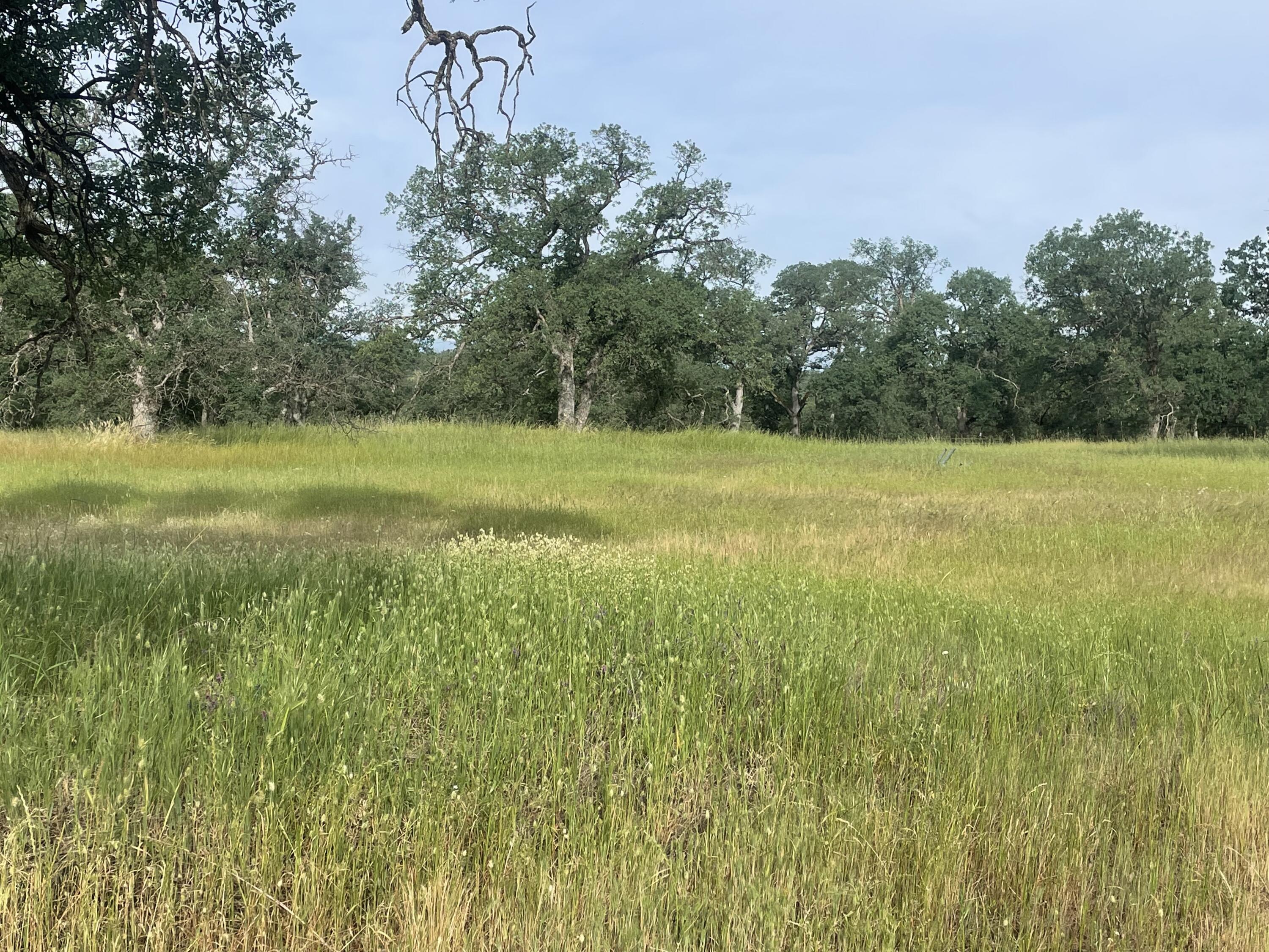 Jim Dandy Road Cottonwood, CA 96022 - Photo 3 of 3 a view of a field with an trees