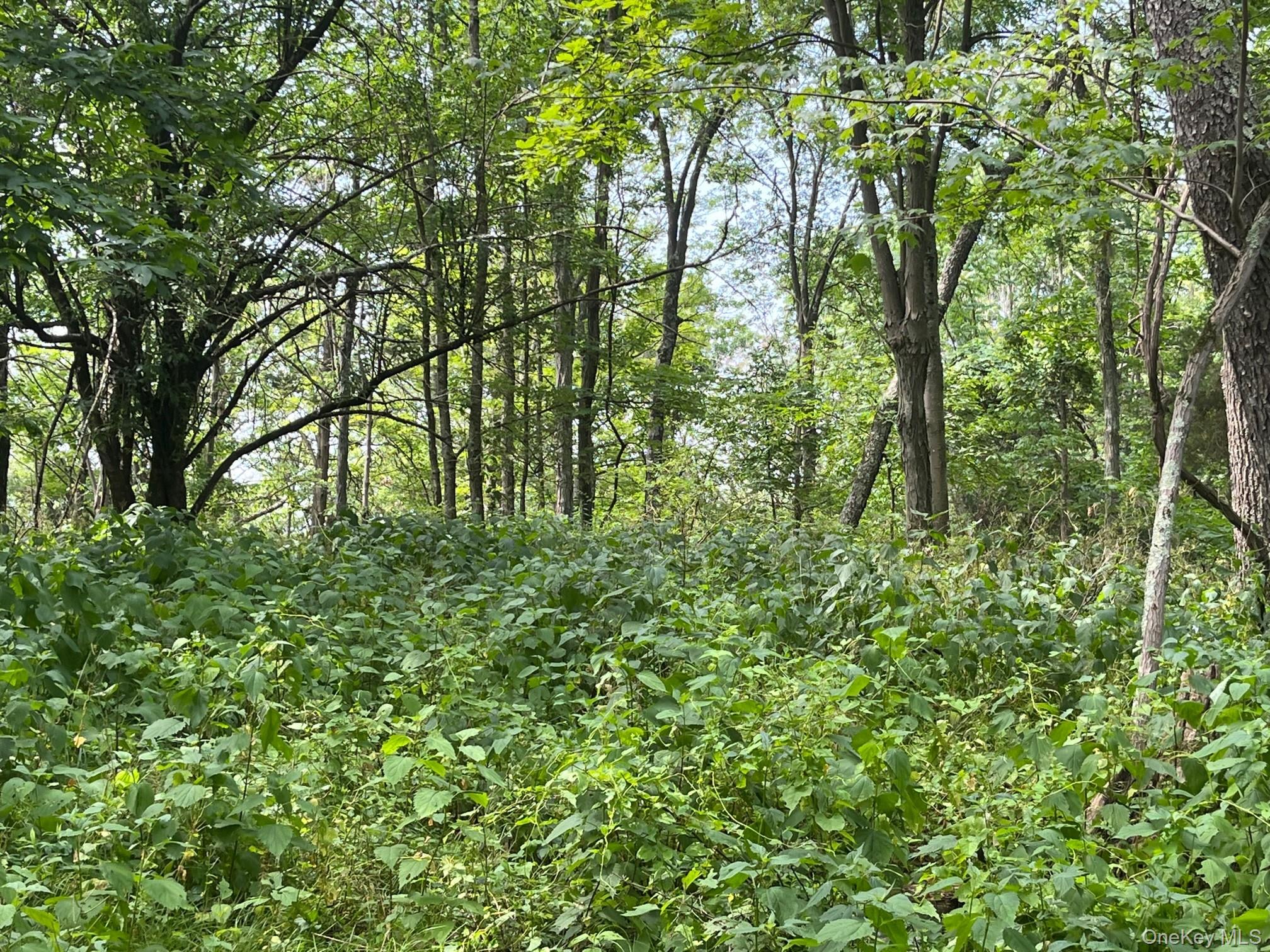Mt Ross Road Pine Plains, NY 12567 - Photo 3 of 5