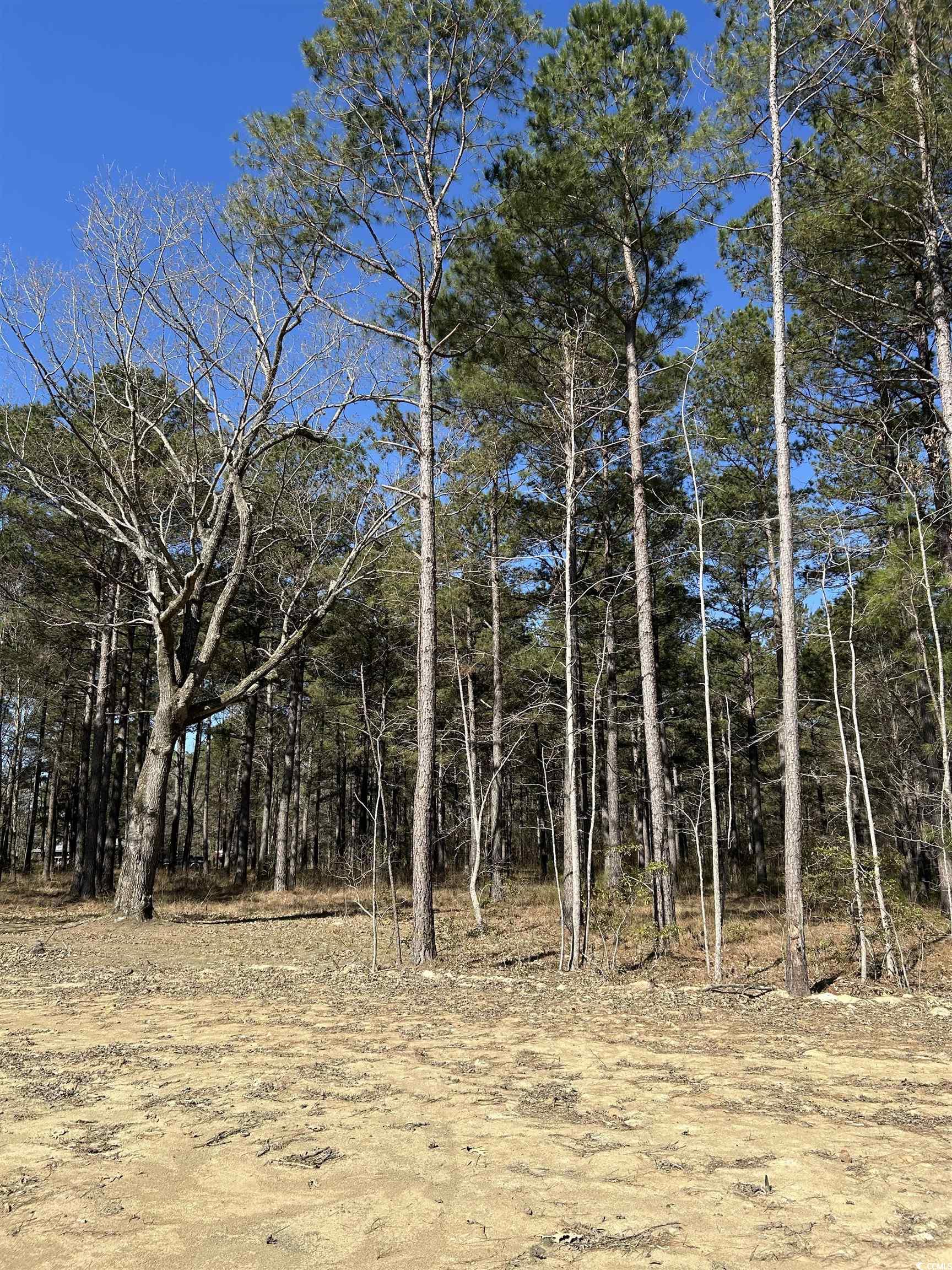 307 Suttons Road Andrews, SC 29510 - Photo 4 of 8 View of landscape