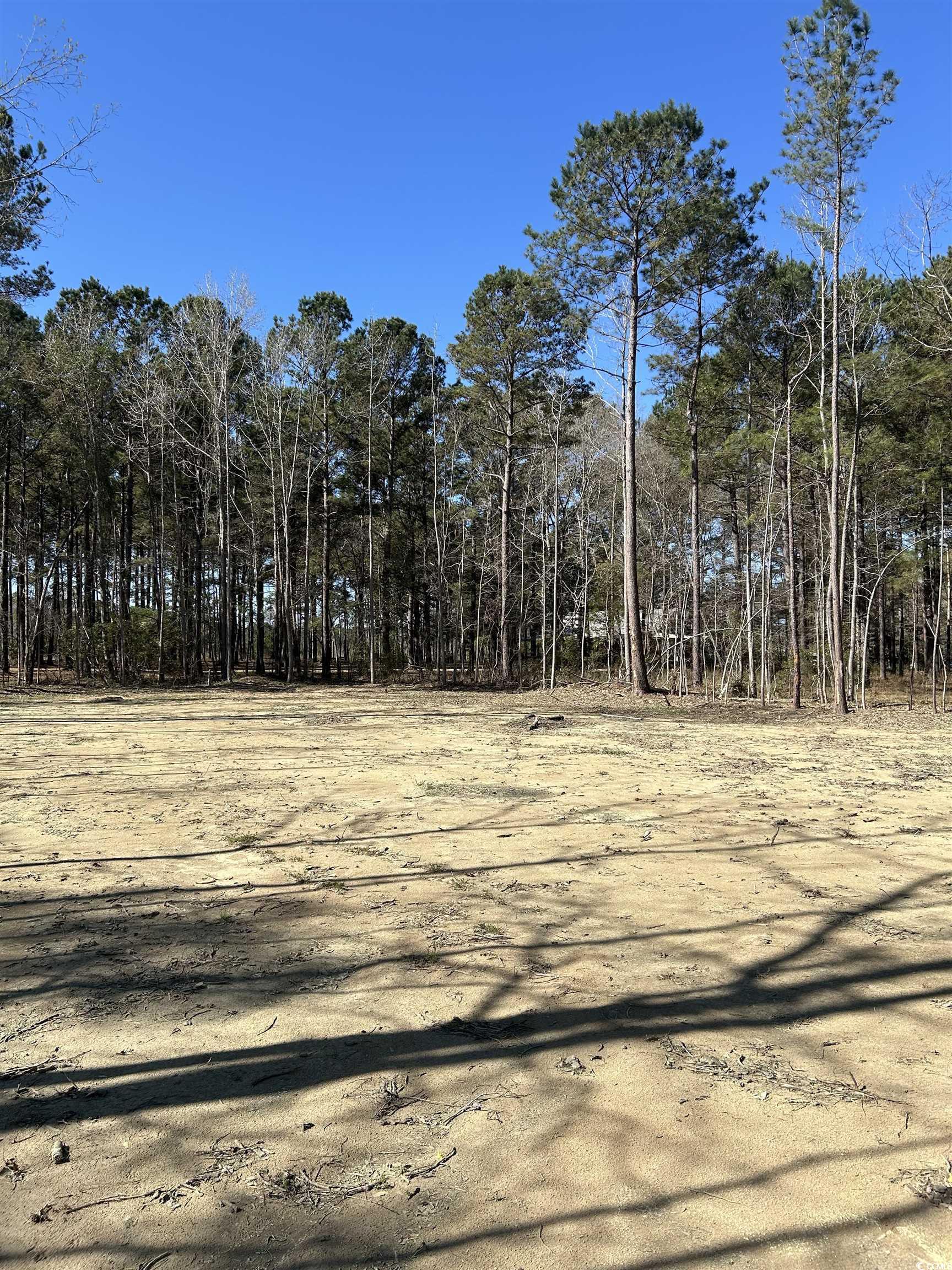 307 Suttons Road Andrews, SC 29510 - Photo 5 of 8 View of nature