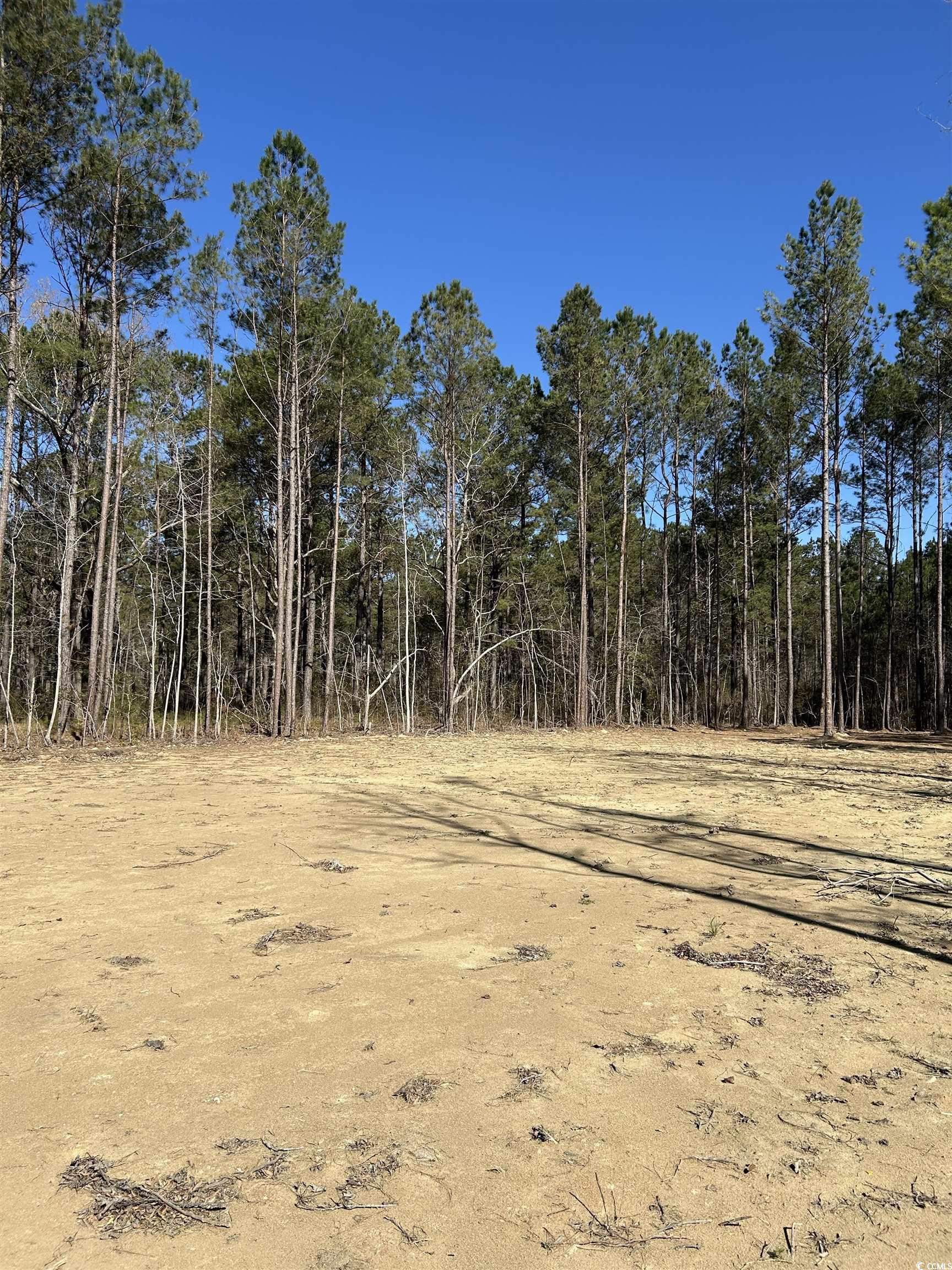 307 Suttons Road Andrews, SC 29510 - Photo 6 of 8 View of landscape