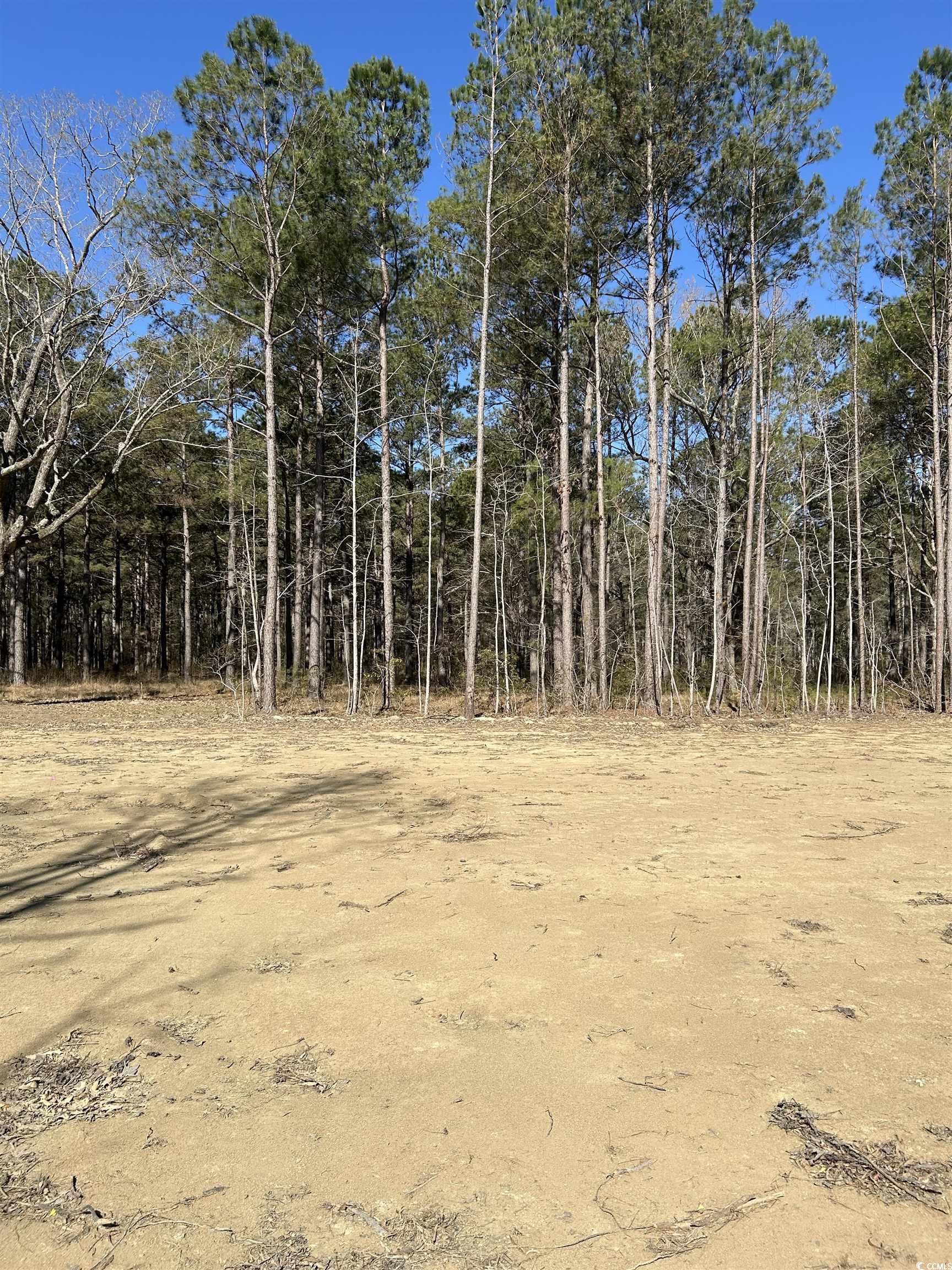 307 Suttons Road Andrews, SC 29510 - Photo 7 of 8 View of nature