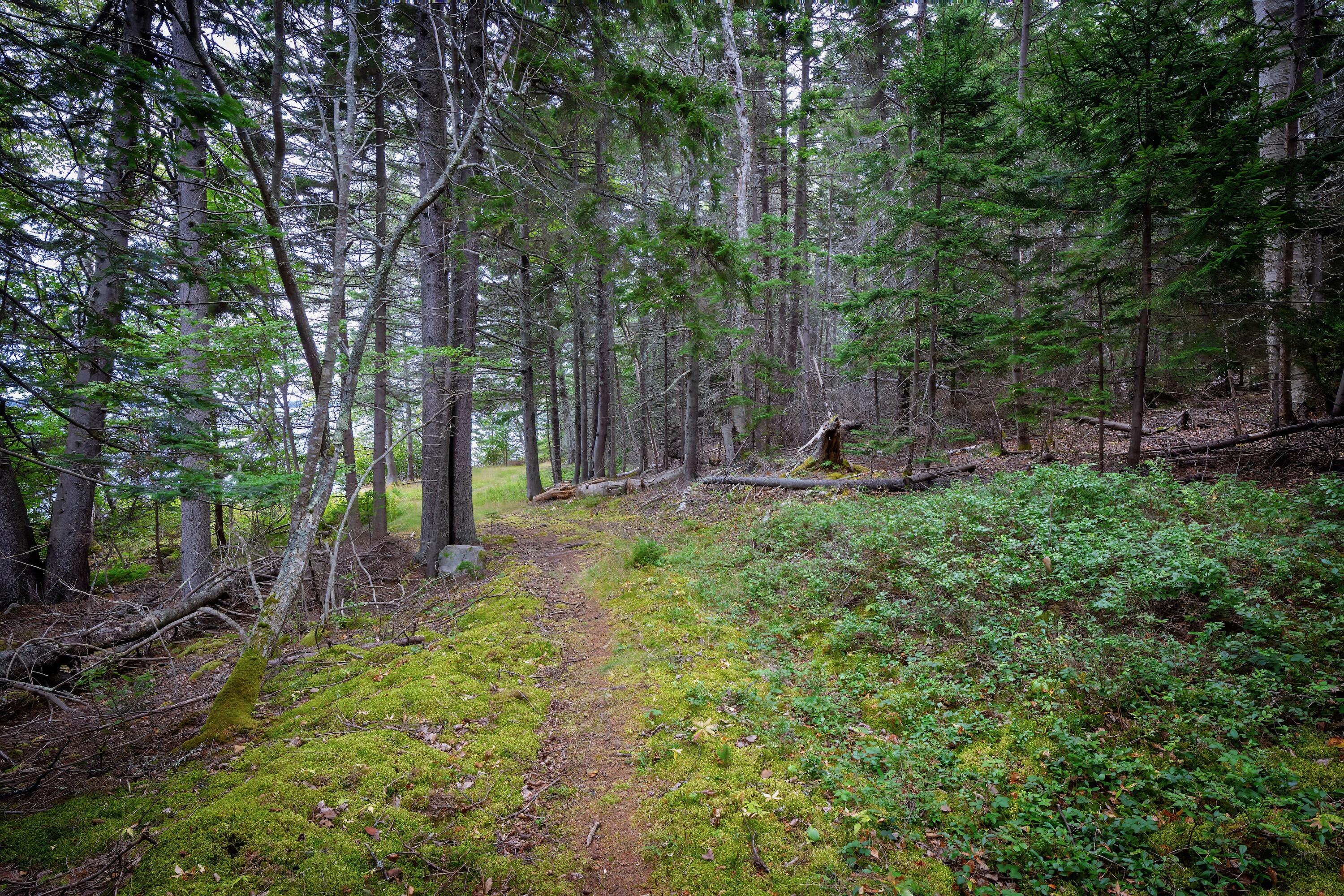 163 Back Road Brooklin, ME 04616 - Photo 71 of 132 164backroad - 79