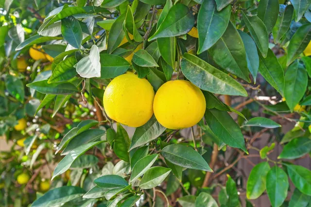 $850,000 | 11447 Forty Niner Circle, Gold River, CA 95670