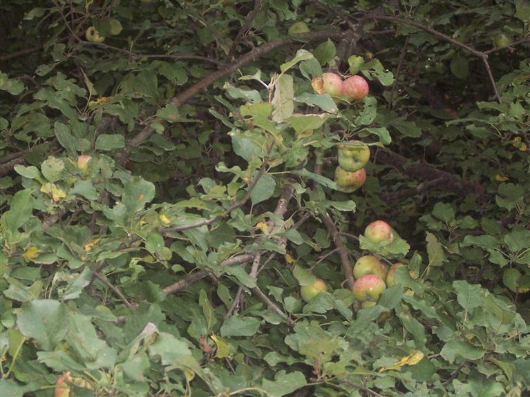 3541 North Schoenherr Road Custer, MI 49405 - Photo 2 of 7 Additional Photo