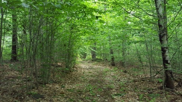 -l:2 Old Chesterfield Road Chesterfield, MA 01012 - Photo 1 of 6 Gallery Image 1
