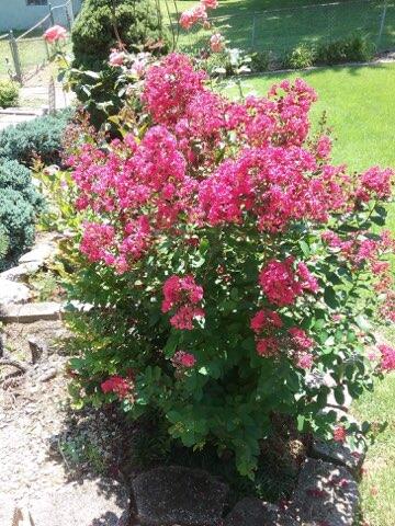 8911 Drake Parkway Road Chattanooga, TN 37416 - Photo 3 of 48 Mature landscaping in blooming season