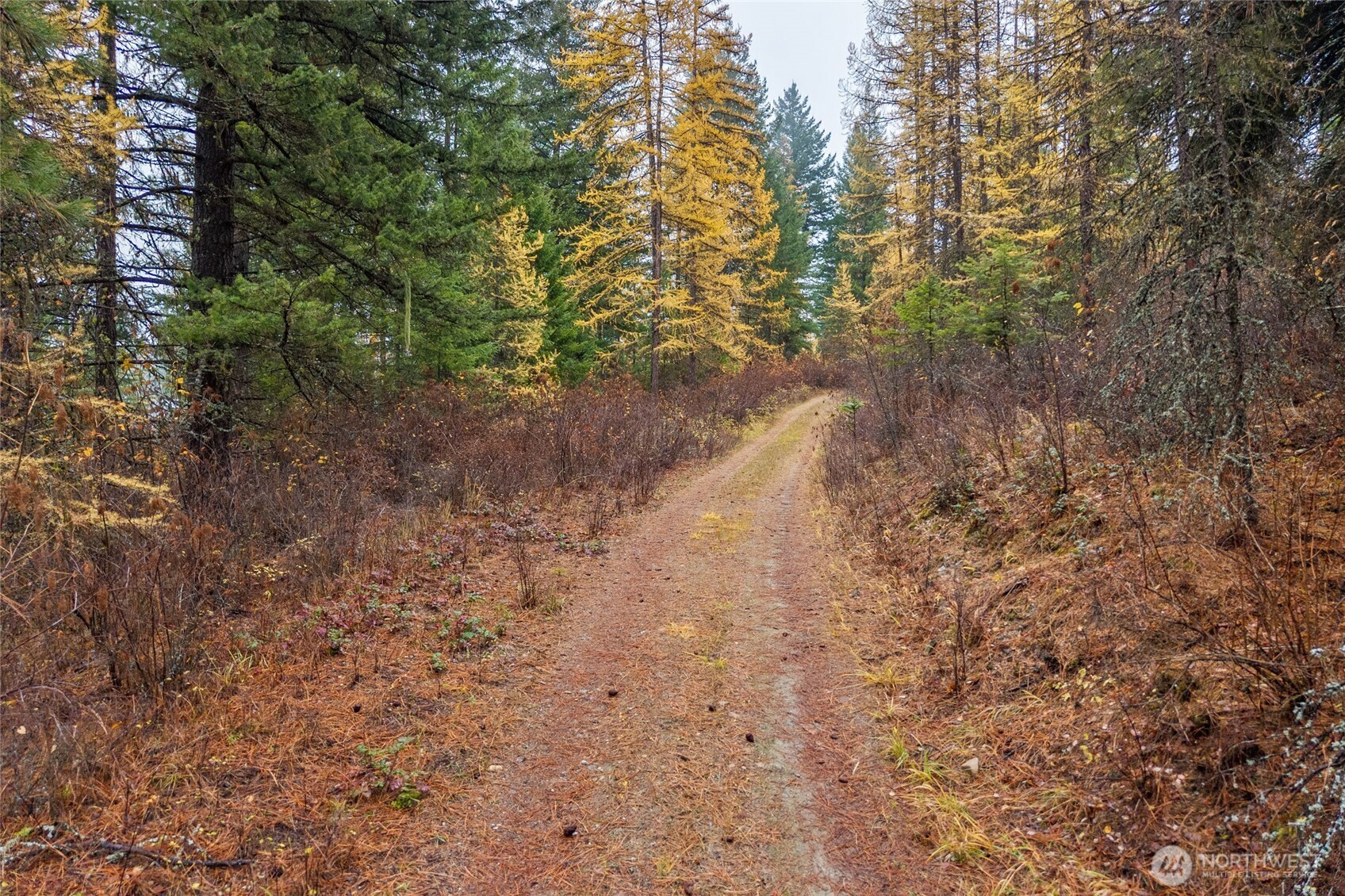 700 L Dry Gulch Road Colville, WA 99114 - Photo 12 of 17 a view of a yard with a tree