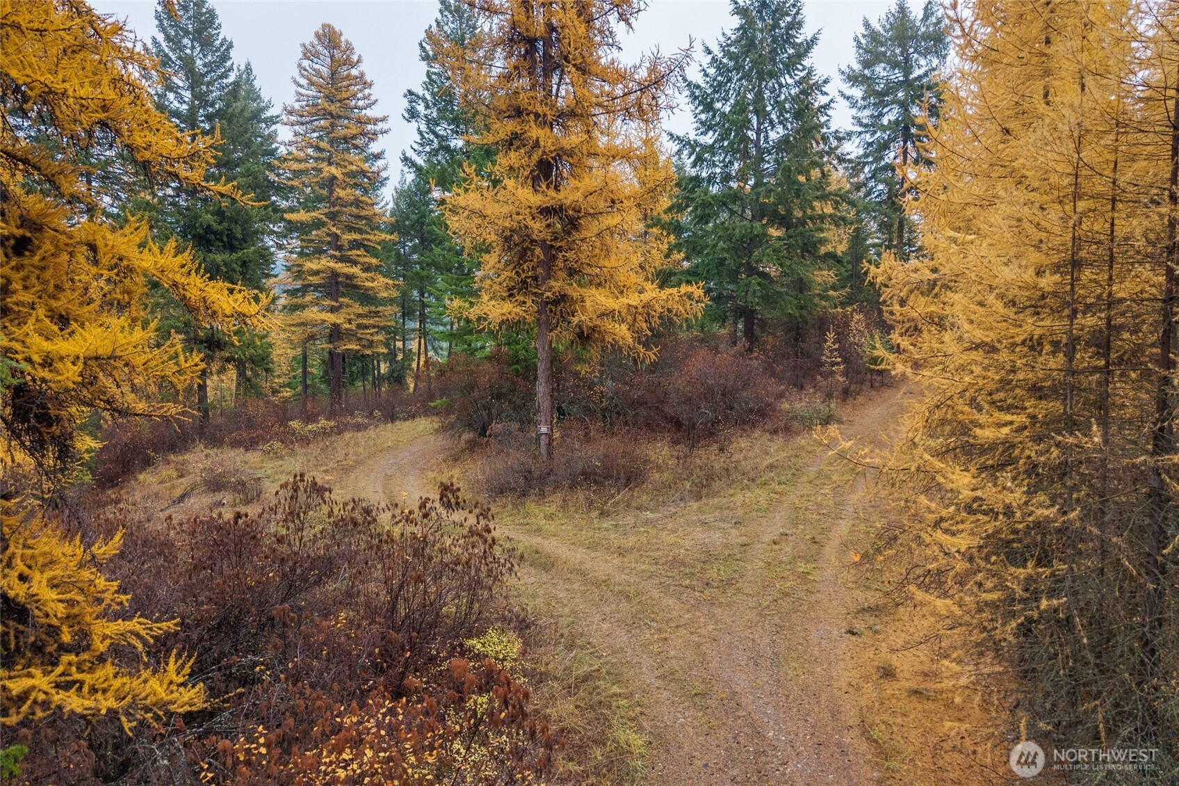 700 L Dry Gulch Road Colville, WA 99114 - Photo 13 of 17 a view of a yard with trees