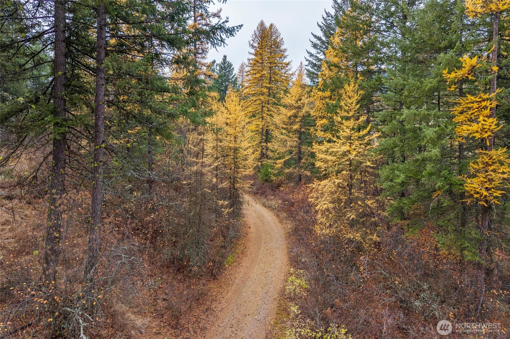 700 L Dry Gulch Road Colville, WA 99114 - Photo 14 of 17 a view of a forest with trees in the background