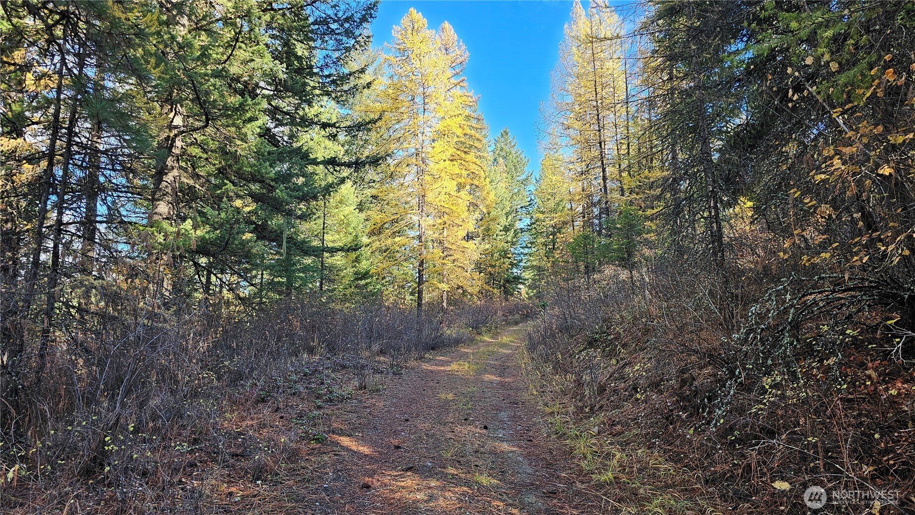 700 L Dry Gulch Road Colville, WA 99114 - Photo 3 of 17 a view of a forest with trees in the background