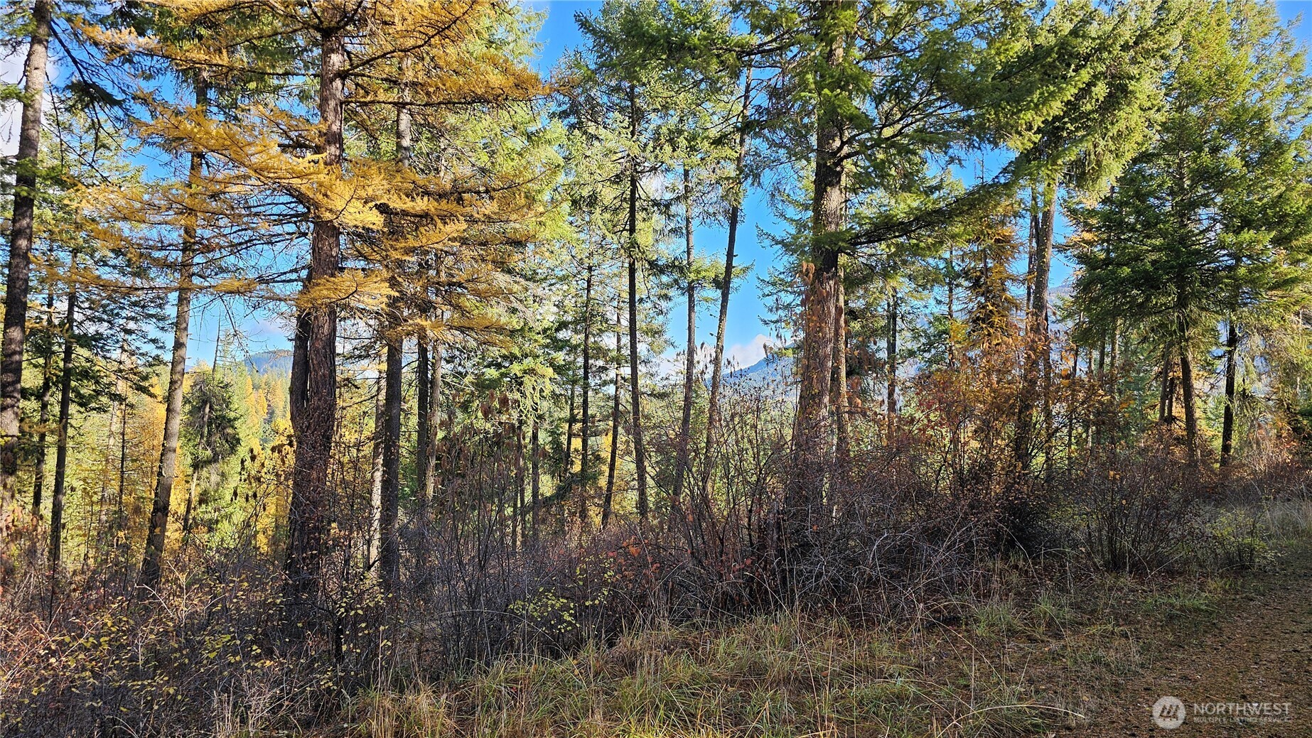 700 L Dry Gulch Road Colville, WA 99114 - Photo 6 of 17 a view of forest