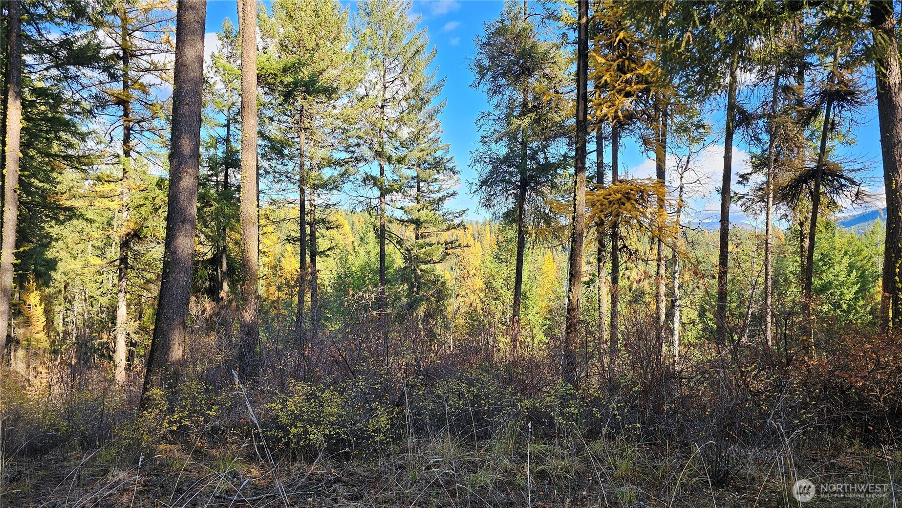 700 L Dry Gulch Road Colville, WA 99114 - Photo 7 of 17 a view of yard