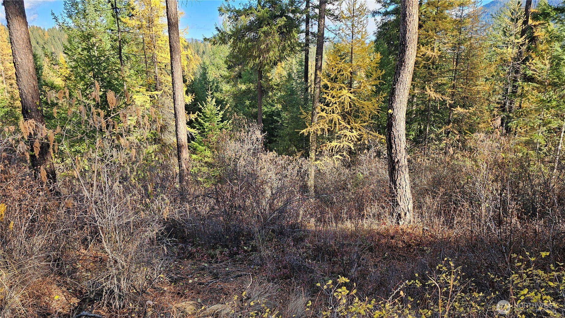 700 L Dry Gulch Road Colville, WA 99114 - Photo 9 of 17 a view of a tree