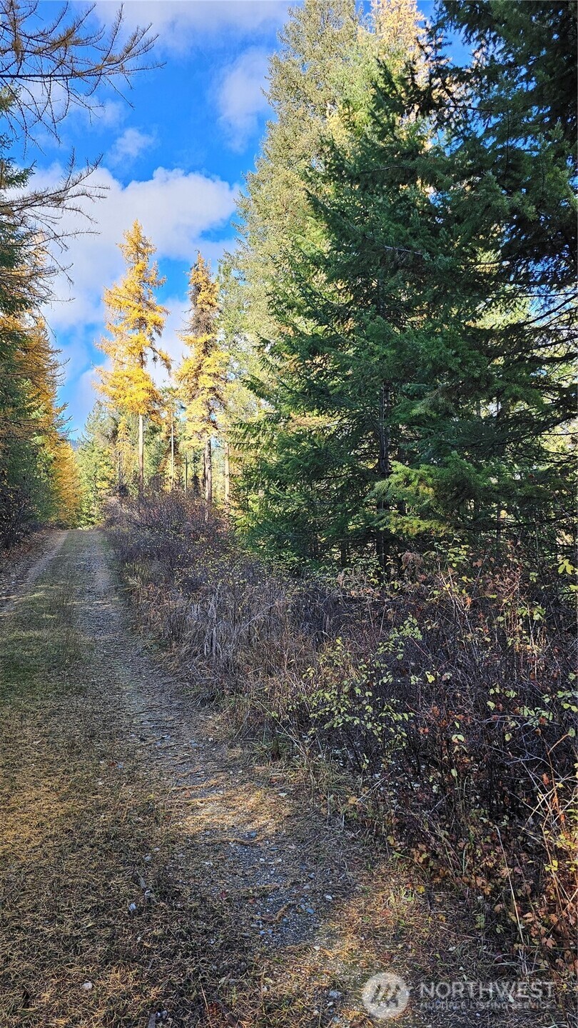 700 L Dry Gulch Road Colville, WA 99114 - Photo 10 of 17 a view of a yard